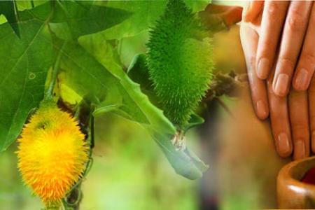 The Oasis Ayurveda Beach Resort