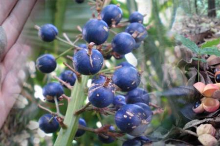 The Oasis Ayurveda Beach Resort