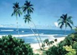 Palms Mount Lavinia