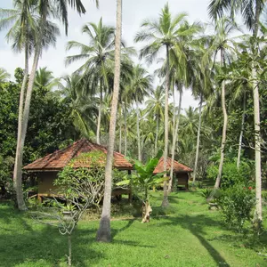 отель Palm Paradise Cabanas