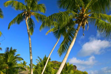 Отель Paradise Sun в о. Праслин - Сейшелы