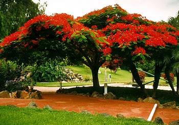 Отель Parque Vacacional Eden в Канарские о-ва Тенерифе - Испания