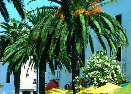 Отель Pine в Боко-Которская бухта - Черногория