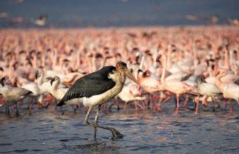 Sarova Lion Hill Game Lodge