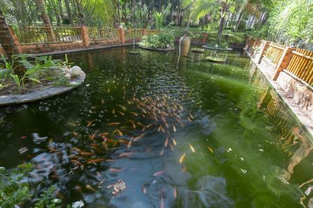 Отель Dessole Beach Resort - Mui Ne (Ex. Sea Lion Beach Resort & Spa) в Фантхиет - Вьетнам