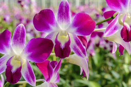 Отель Sigma Resort Jomtien в пляж Джомтьен - Таиланд