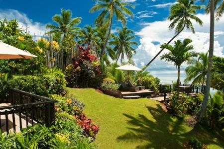 Taveuni Palms