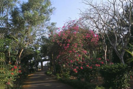 Varca Palm Beach Resort