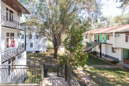 Эвкалиптовая роща