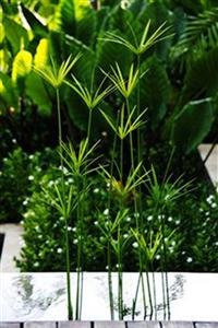 Отель The Elements Krabi в Клонг Муанг - Таиланд