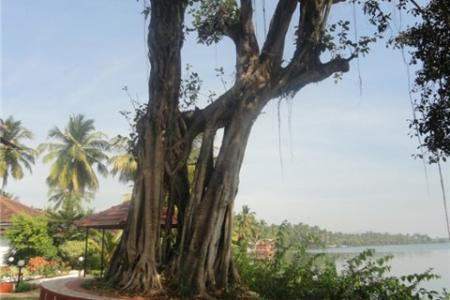 Отель Goa Villa Holiday в Кавелоссим - Индия