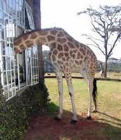 Giraffe Manor