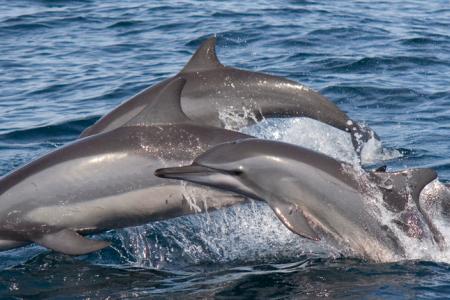 Dolphin Beach Resort