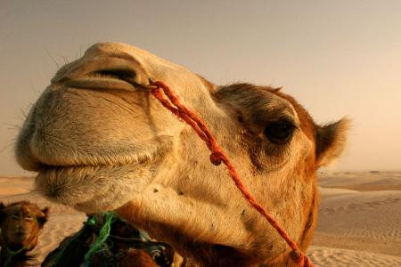 Экскурсионная программа Тунис