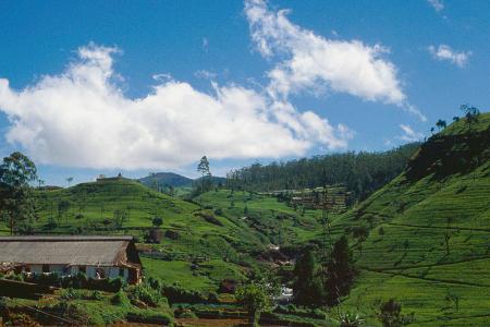 Экскурсионная программа Шри-Ланка