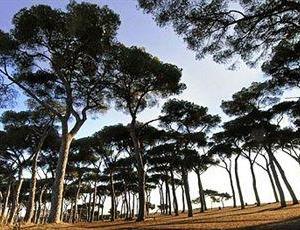 отель Pinewood Hotel Rome