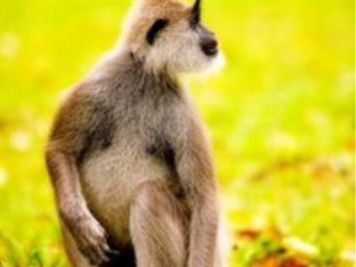 Отель Cinnamon Lodge в Хабарана - Шри-Ланка