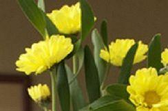 Colonos del Sur Mirador