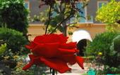 Туры в отель Villa Sophia (Sanremo)