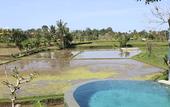 Туры в отель Ubud Padi Villas