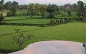 Туры в отель Ubud Padi Villas