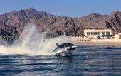 Туры в отель Fairmont Fujairah Beach Resort