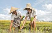 Туры в отель Visesa Ubud Resort Bali