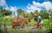 Туры в отель Visesa Ubud Resort Bali