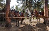 Туры в отель Чайка Парк-отель