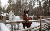 Туры в отель Чайка Парк-отель