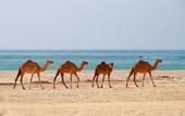 Туры в отель Crowne Plaza Resort Salalah