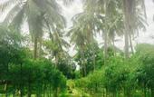 Туры в отель Paradiso Phu Quoc Resort