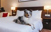Туры в отель Courtyard by Marriott Нижний Новгород Центр