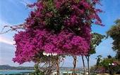 Туры в отель Divani Corfu Palace