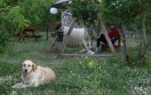 Туры в отель Koala Bungalows