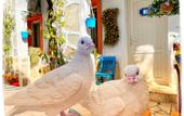 Туры в отель Sade Butik Otel