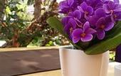 Туры в отель Palmen Apart Hotel