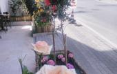Туры в отель New Beylerbeyi Hotel