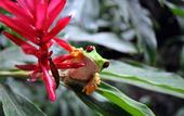 Туры в отель Parador Resort & Spa Manuel Antonio