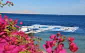 Туры в отель Domina Coral Bay Bellavista
