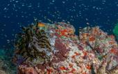 Туры в отель Oblu Xperience Ailafushi