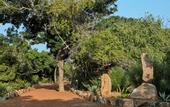 Туры в отель Wild Coast Tented Lodge