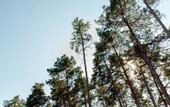 Туры в отель Сны Леса Глэмпинг