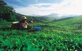 Туры в отель Equatorial Cameron Highlands
