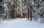 Туры в отель Спорт отель Пересвет