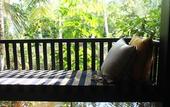 Туры в отель Kaju Green Eco Lodge