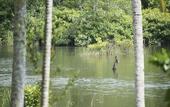 Туры в отель Kaju Green Eco Lodge