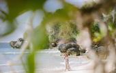 Туры в отель La Berceuse Resort & Villa