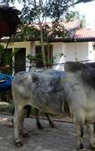 Туры в отель Oak Ray Elephant Lake Resort