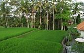 Туры в отель Kubu Bali Baik Villa & Resort